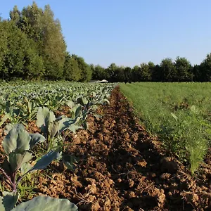  Farm stay Corte Bertesina Italy